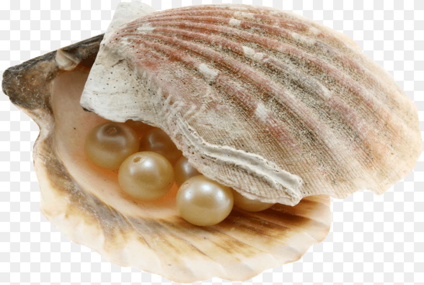 2207x1484 Seashell, Accessories, Seafood, Sea Life, Invertebrate Sticker PNG