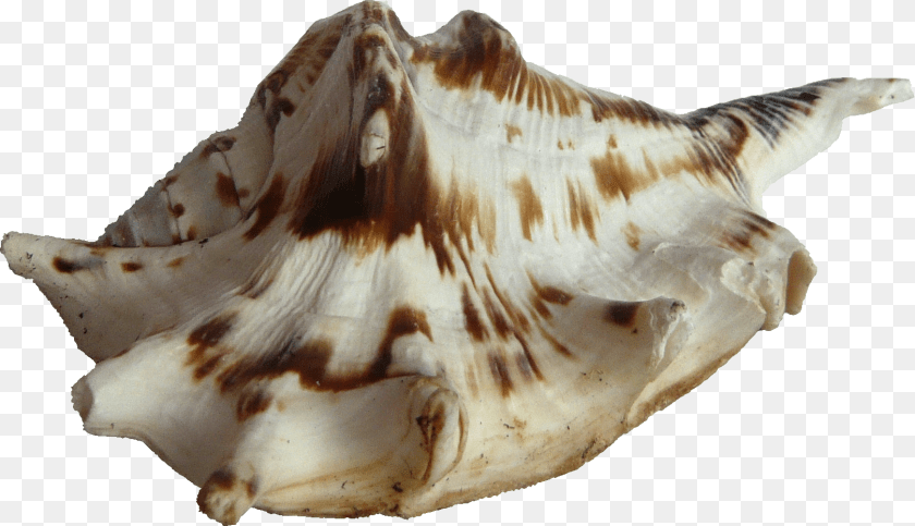 1618x931 Seashell, Animal, Sea Life, Invertebrate, Conch PNG
