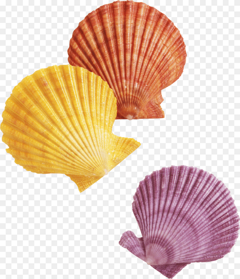 Seashell, Animal, Clam, Food, Invertebrate Transparent PNG