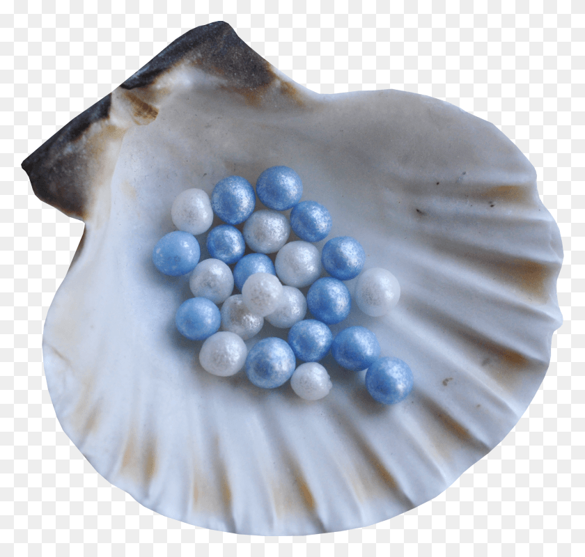 2192x2080 Seashell Blue Seashell HD PNG Download
