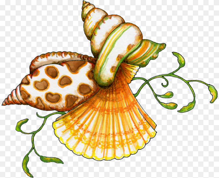 830x683 Seashell Clipart, Animal, Invertebrate, Sea Life, Conch Transparent PNG