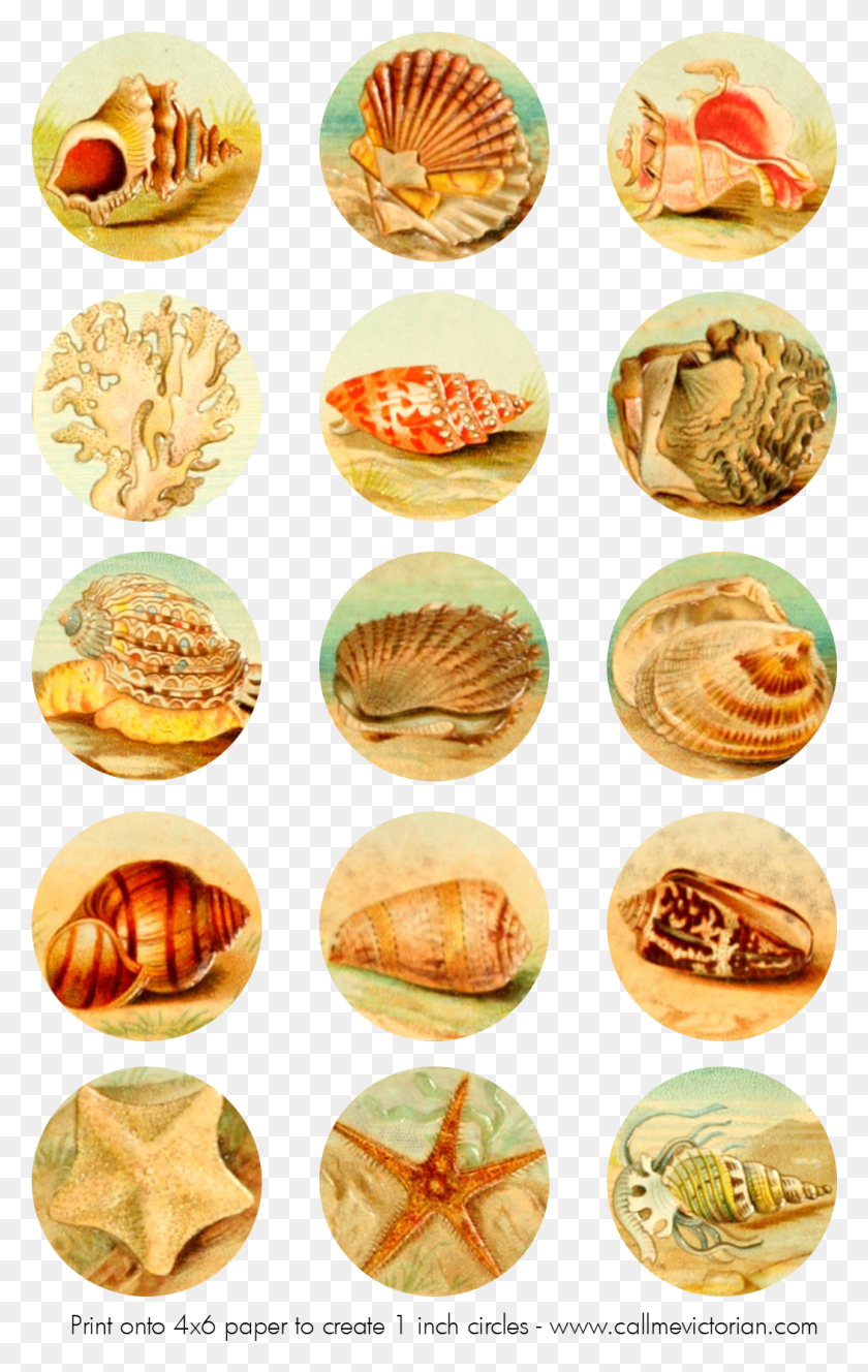 1051x1709 Seashell Collage Sheet Free Printable Bottle Cap Art, Clam, Invertebrate, Sea Life HD PNG Download