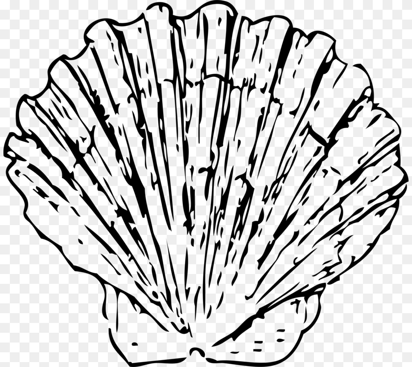Seashell Pectinidae Drawing White Mollusc Shell, Gray Sticker PNG