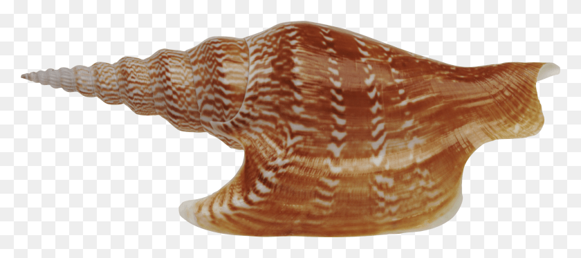 2236x899 Seashell Rakushki, Invertebrado, Vida Marina, Animal Hd Png