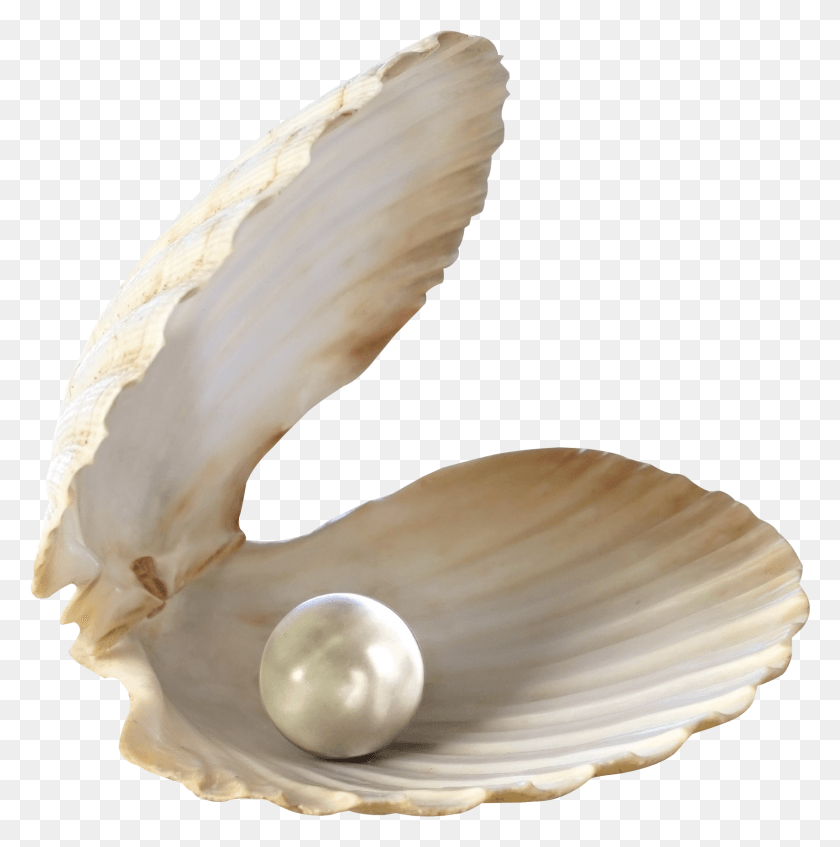 1709x1725 Seashell Sea Shell Pearl, Clam, Invertebrate, Sea Life HD PNG Download