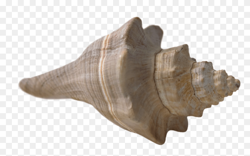 1253x746 Seashell Shell Beach Sea Nature Image Sea Shell, Conch, Invertebrate, Sea Life HD PNG Download