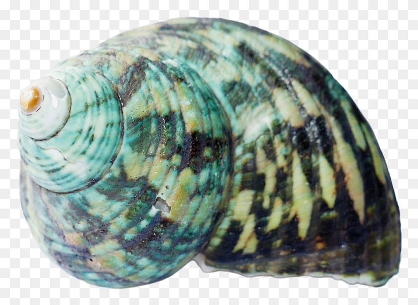 934x664 Seashell Shells Sea White Beach Nature Marine Seashells, Invertebrate, Sea Life, Animal HD PNG Download