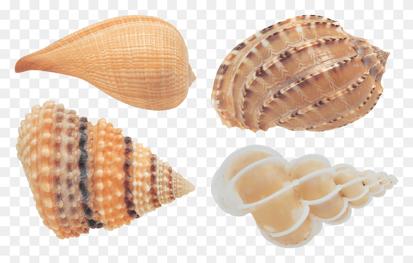 3147x1917 Seashell Transparent Background Transparent Seashell HD PNG Download