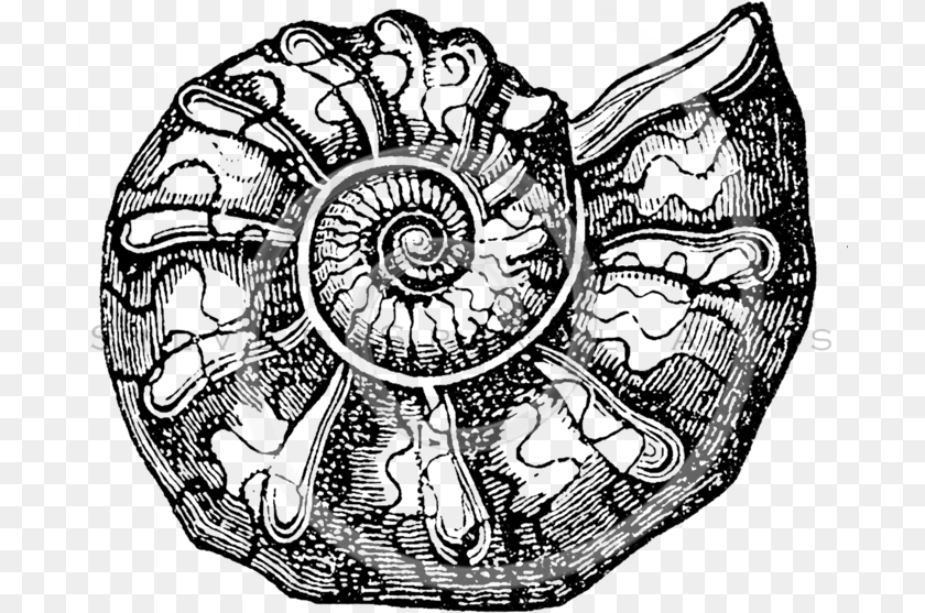 700x557 Seashells Ammonite Clip Art, Coil, Spiral Clipart PNG