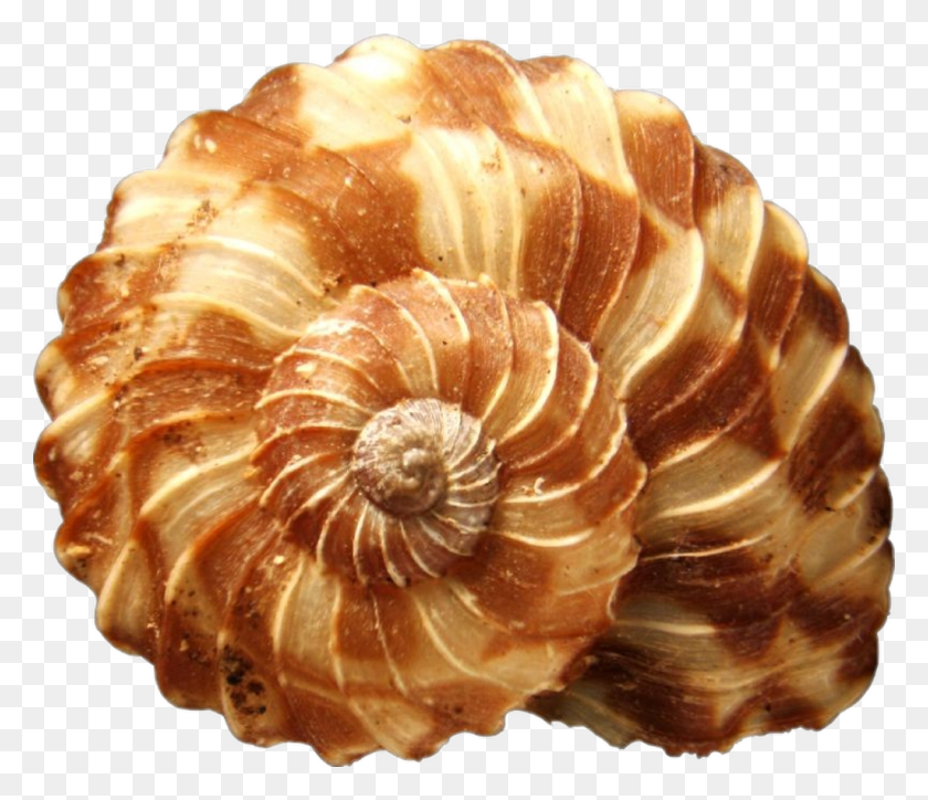 1024x873 Seashells Beautiful Seashell, Fungus, Sea Life, Animal HD PNG Download