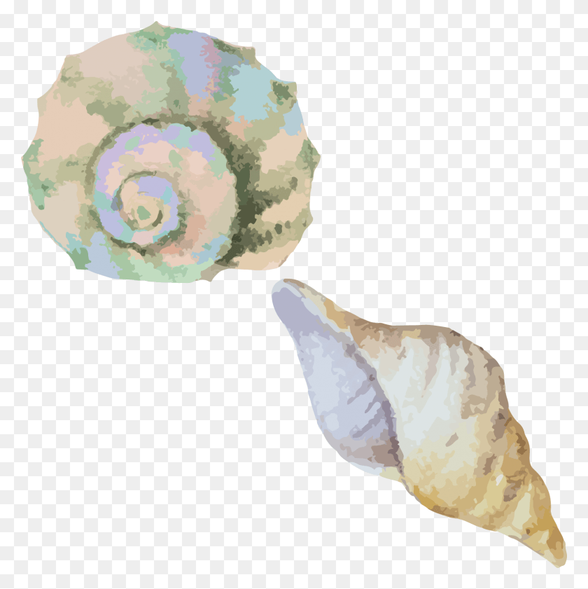1584x1587 Seashells Huge Freebie For Shells Watercolor, Conch, Seashell, Invertebrate HD PNG Download