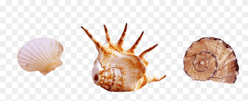 1480x539 Seaside Clipart Seashell Real Sea Creatures, Conch, Invertebrate, Sea Life Hd Png