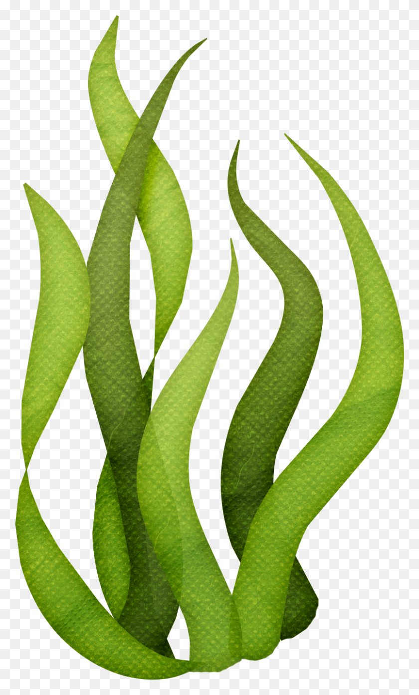 804x1374 Seaweed Algae Art Transprent Free Seaweed Clipart, Plant, Leaf, Aloe HD PNG Download