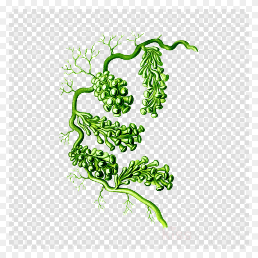 900x900 Seaweed Clipart Seaweed Algae Clip Art Disney Princess Clipart, Pattern, Tablecloth, Floral Design HD PNG Download