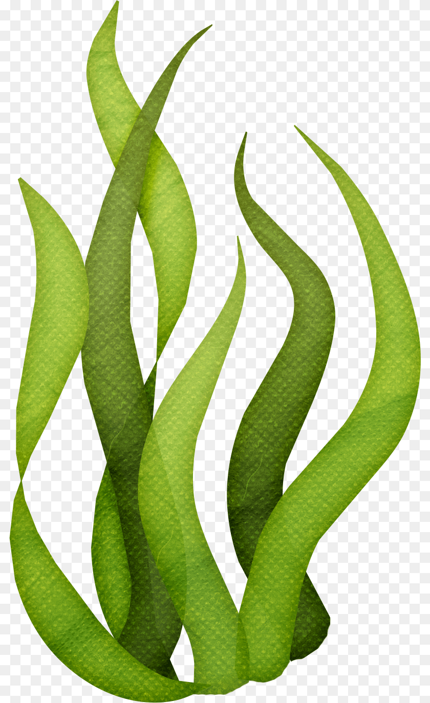 Seaweed Sea, Green, Leaf, Plant Sticker PNG - FlyClipart