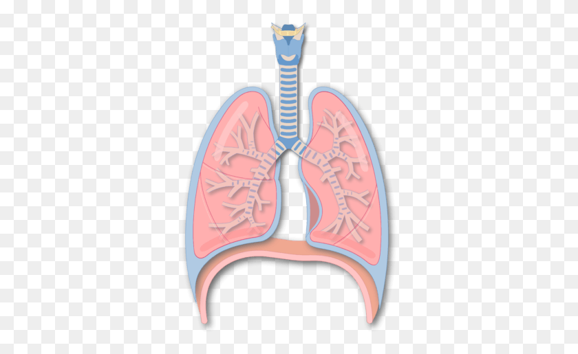 317x455 Secondary Bronchus Of The Lung Illustration, Stomach, Clothing, Apparel HD PNG Download