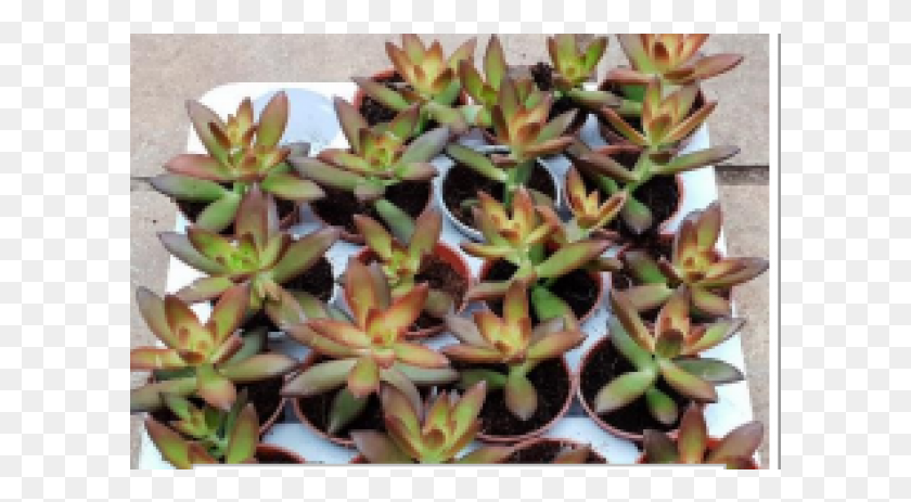 601x403 Sedum Adolphii Houseplant Live Succulent Plants Qty Aechmea Blue Tango, Plant, Sprout, Flower HD PNG Download