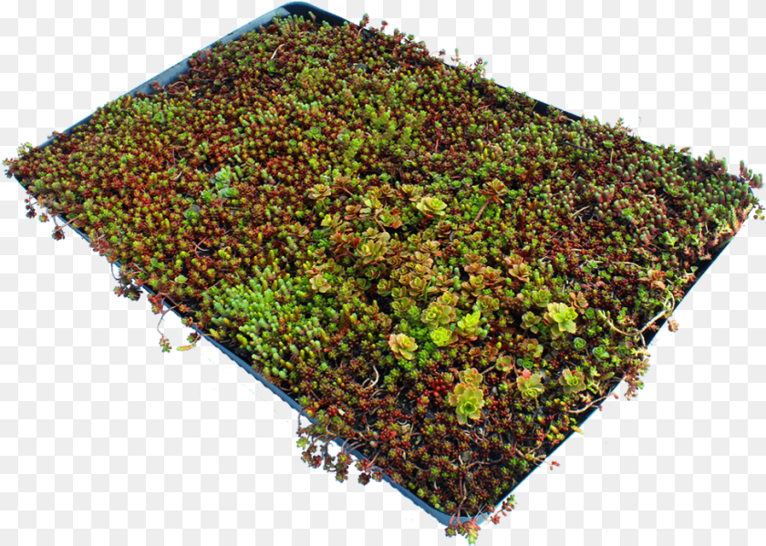 972x693 Sedum Small Clod Garden, Moss, Plant, Vegetation, Land Transparent PNG