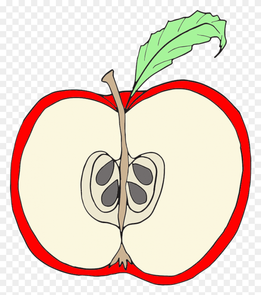 857x977 Seed Clipart Apple Pip Parts Of An Apple Clipart, Plant, Food, Fruit HD PNG Download