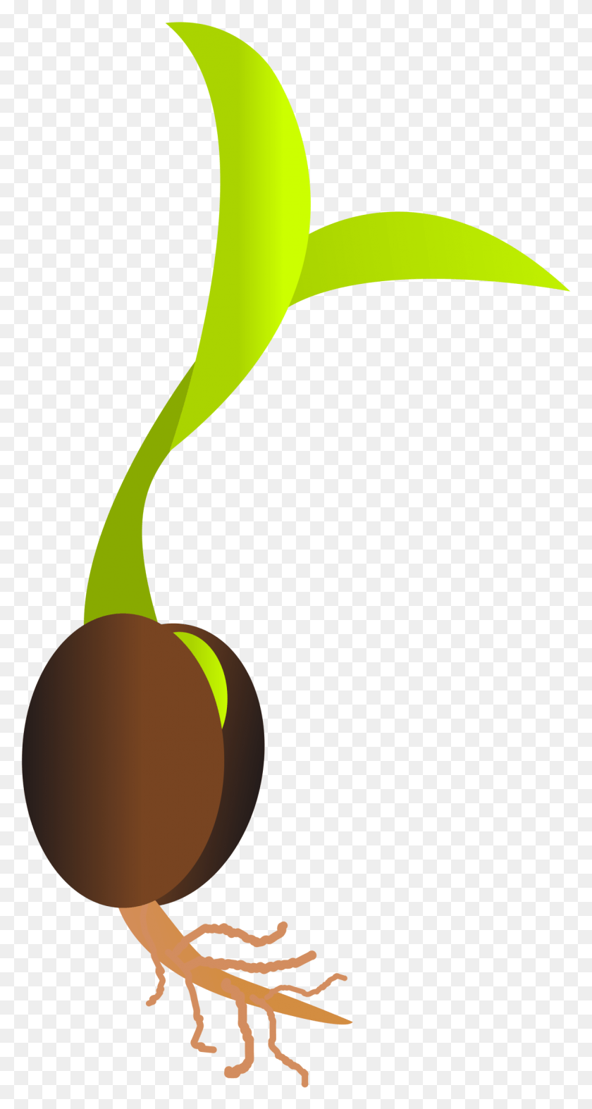 1194x2318 La Semilla De La Semilla, Planta, Alimentos, Fruta Hd Png