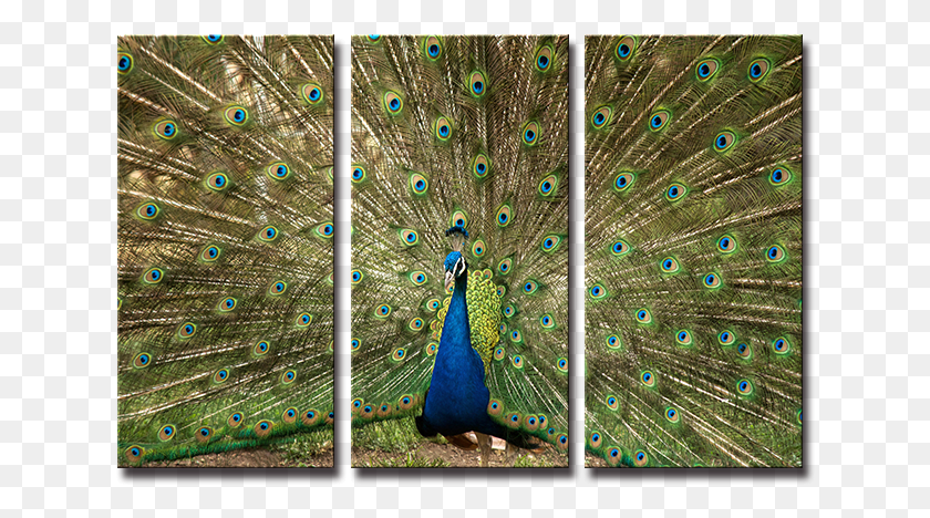 632x408 Seegart 3 Panels Peacock Peafowl Paint Photos On Canvas Indian Peafowl, Bird, Animal HD PNG Download