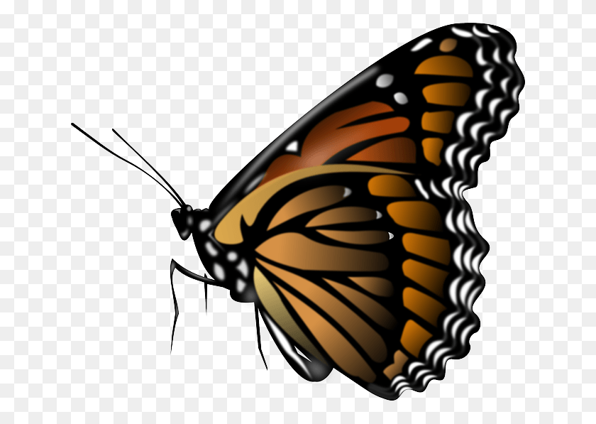 640x537 Seeing A Monarch Butterfly In Central New Jersey Has Butterfly For Picsart, Insect, Invertebrate, Animal HD PNG Download