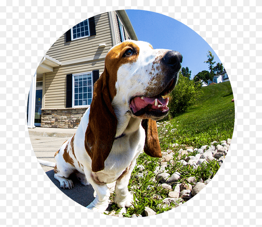 667x667 Seely Vp Of Smiles Basset Hound, Fisheye, Dog, Pet HD PNG Download