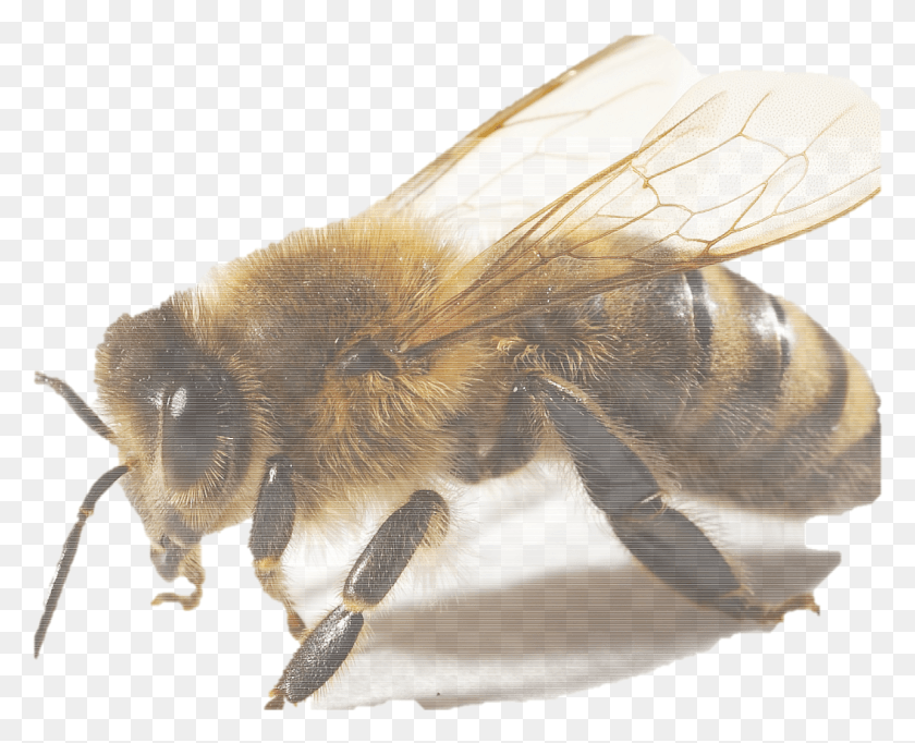 1285x1025 Segn El Texto Cules Seran Las Razones Que Podran Bee Photography Close Up, Honey Bee, Insect, Invertebrate HD PNG Download