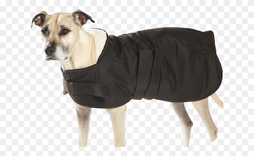 636x456 Select Options Companion Dog, Clothing, Apparel, Pet HD PNG Download