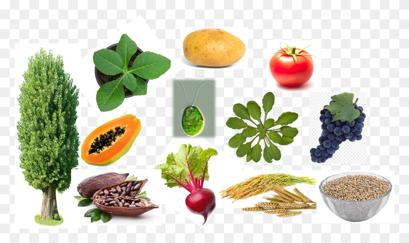 1936x1094 Select Ortholog Type Superfood, Plant, Food, Vegetable HD PNG Download