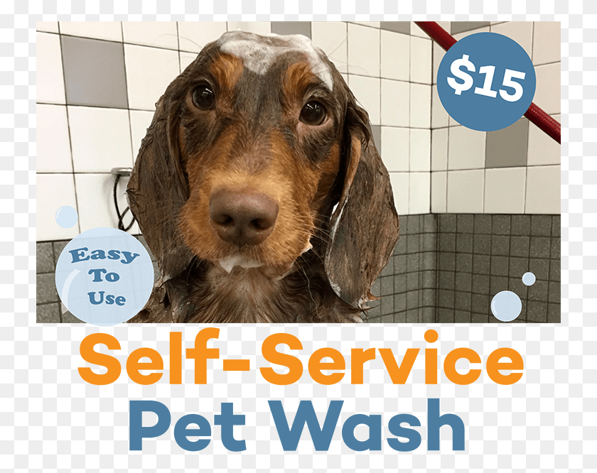 738x606 Self Service Pet Wash, Dog, Canine, Animal HD PNG Download