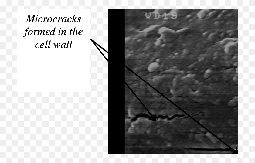 729x477 Микрофотографии Сем, Показывающие Микротрещины В Клеточной Стенке, Монохромный, Природа, На Открытом Воздухе, Лед Png Скачать