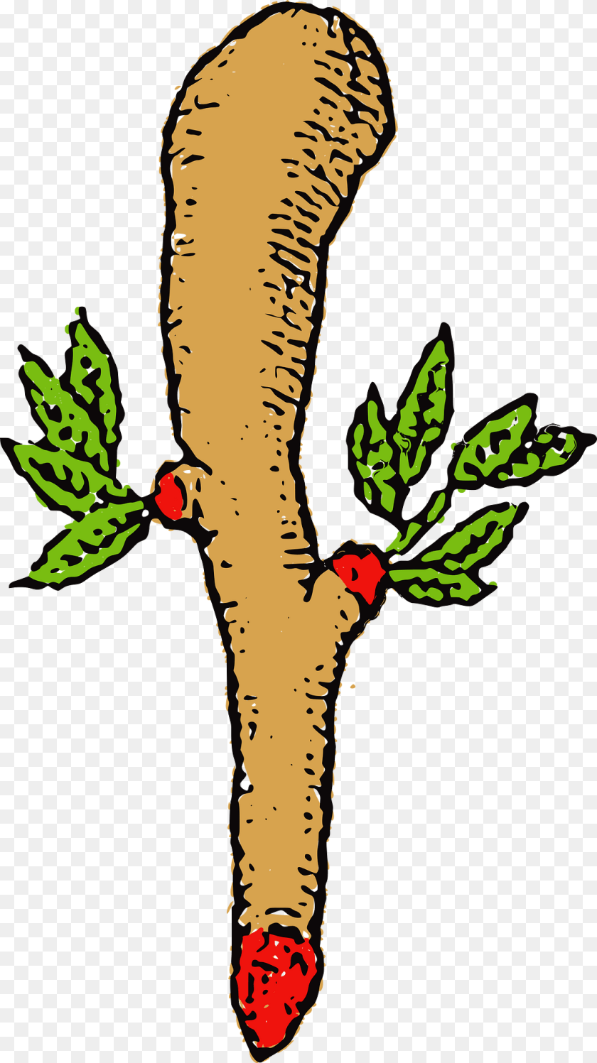 Seme Bastoni Carte Sarde Clipart, Leaf, Plant, Food, Parsnip Transparent PNG