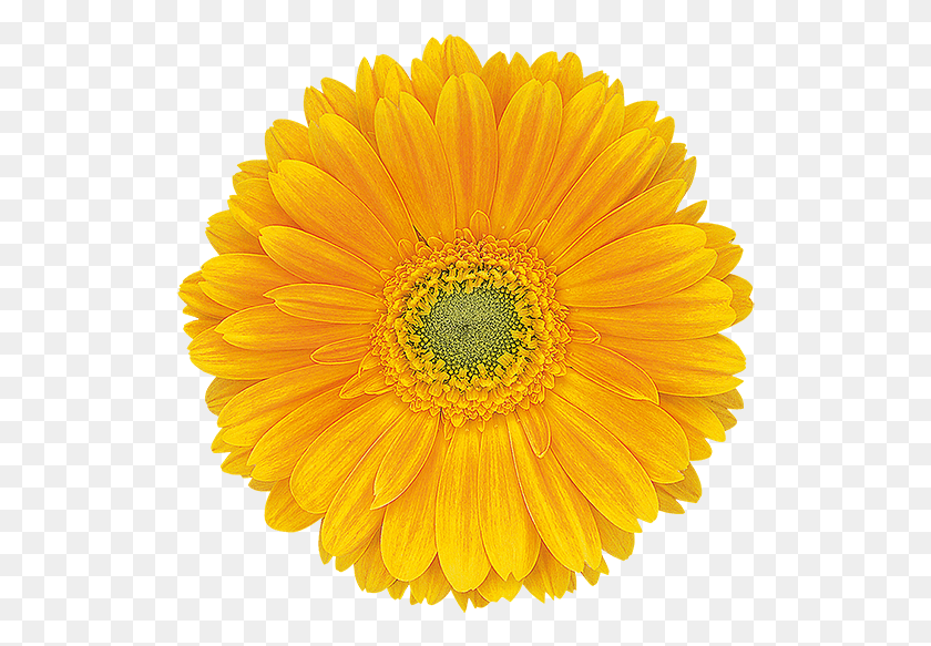 523x523 Semi Double Sunflower Panagbenga Festival Flowers, Plant, Flower, Blossom HD PNG Download