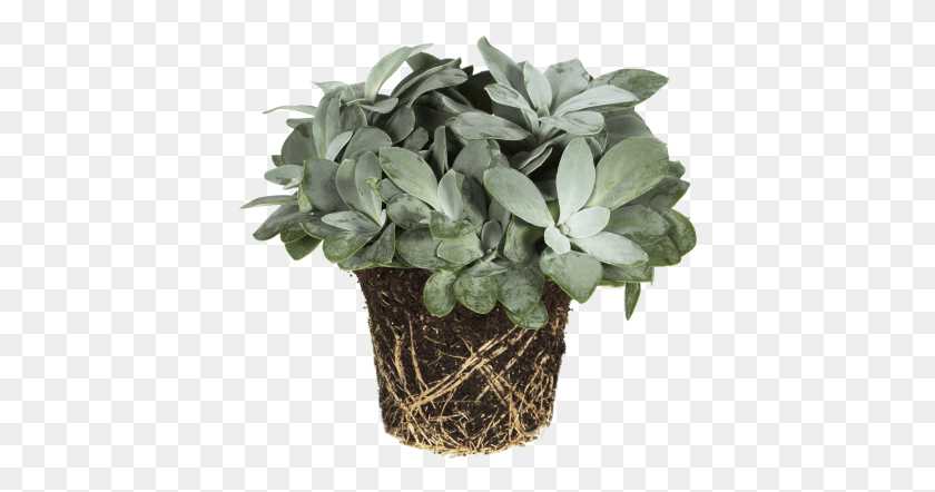 414x382 Senecio Mountain Fire Flowerpot, Plant, Potted Plant, Vase HD PNG Download