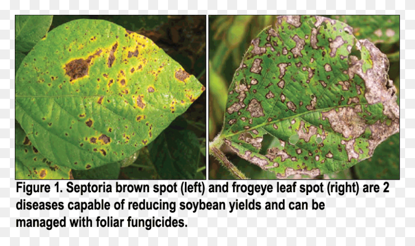800x450 Septoria Brown Spot And Frogeye Leaf Spot On Soybean Fungicide Soybean, Plant, Flower, Blossom Descargar Hd Png