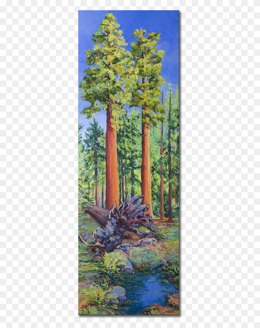 341x998 Sequoia Amp Kings Canyon National Parks Grove, Planta, Árbol, Vegetación Hd Png