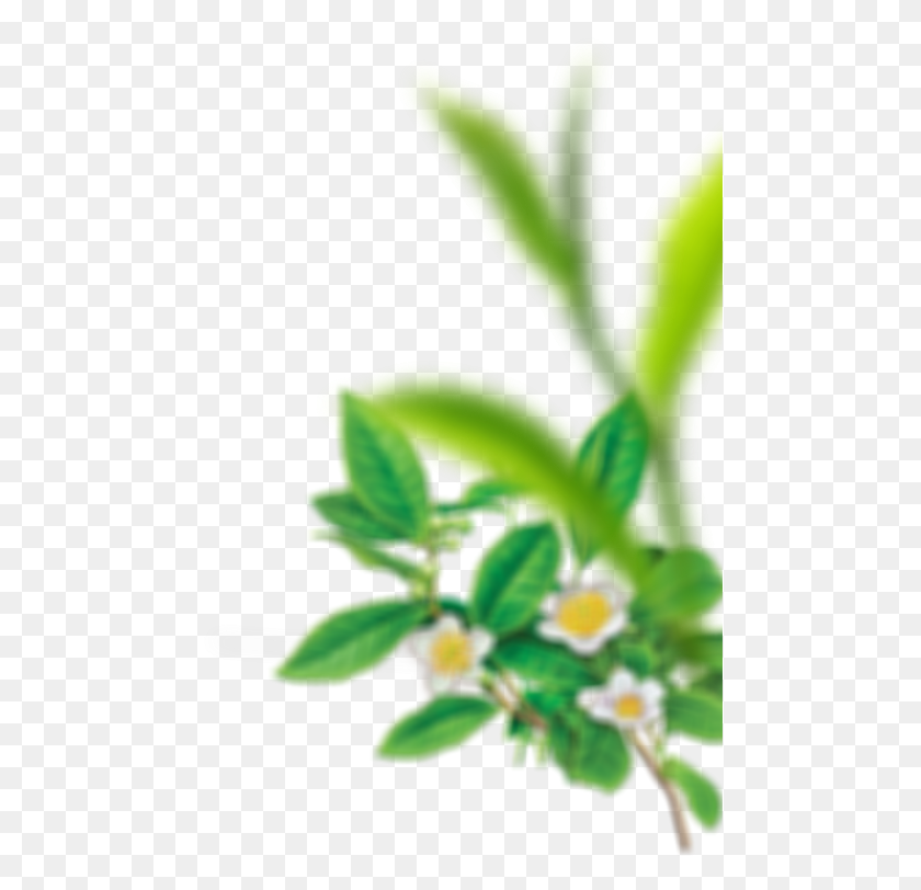 479x752 Серенитея - Место Наслаждения Омоложением И Чайным Растением, Лист, Зеленый, Цветок, Hd Png Скачать