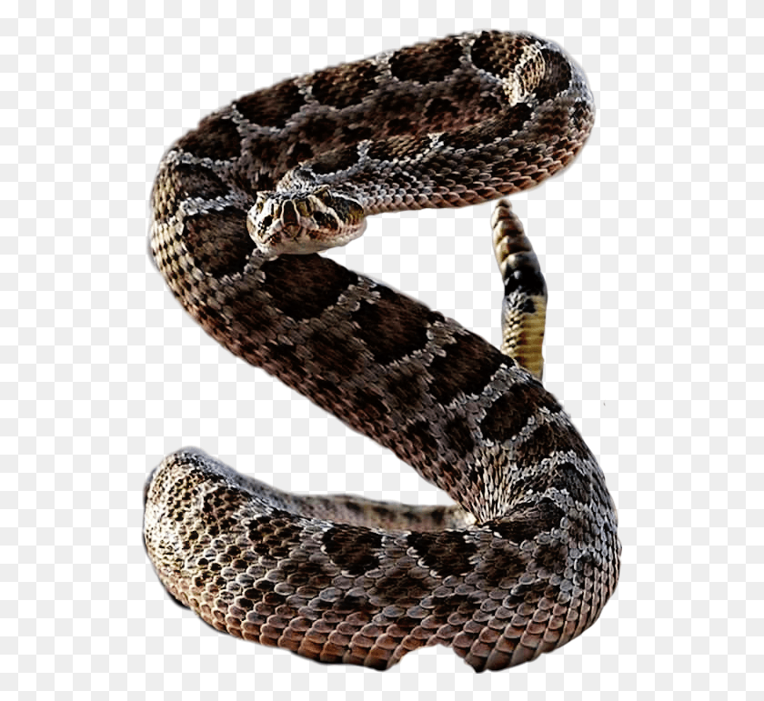 529x711 Serpent, Snake, Reptile, Animal HD PNG Download