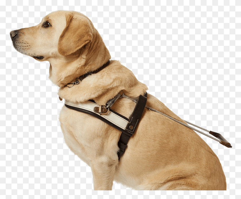 1151x937 Service Dog Transparent Background, Pet, Canine, Animal HD PNG Download