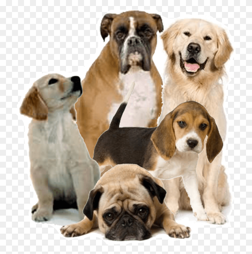 736x788 Servicios Mdicos Medicina Canina Format Dog, Canine, Mammal, Animal HD PNG Download