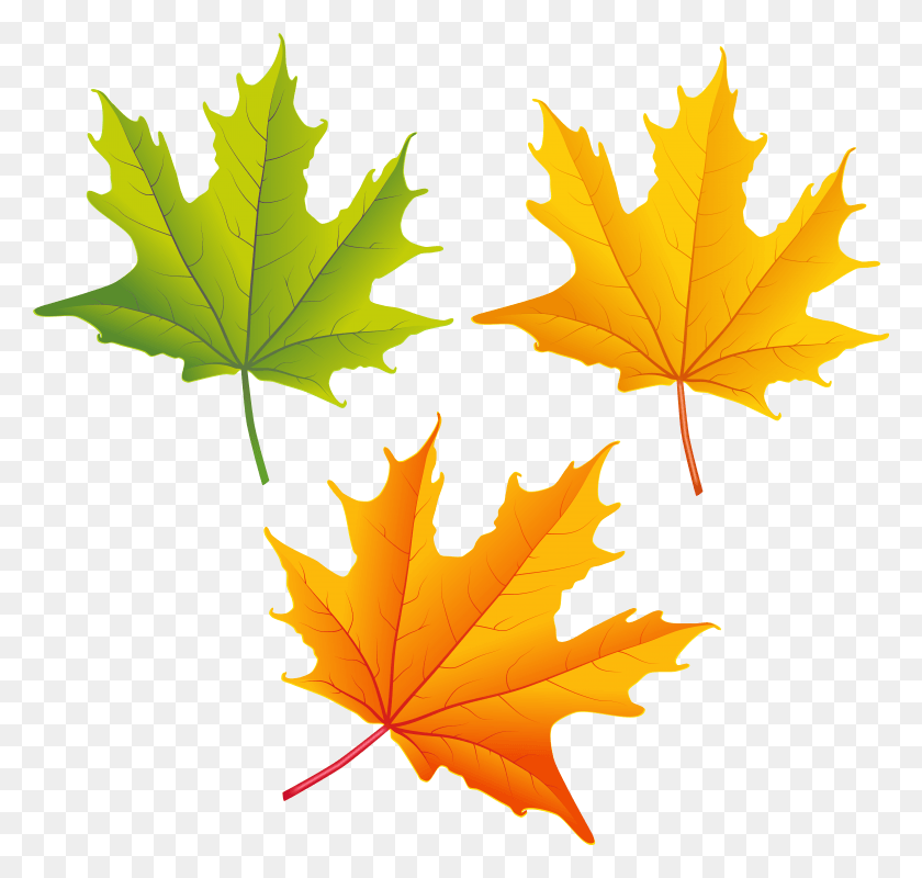 6117x5810 Set Of Autumn Leaves Clipart Image Autumn Leaves Clipart, Leaf, Plant, Tree HD PNG Download