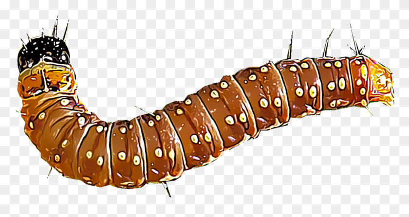 978x485 Several Species Of Spruce Budworms Are Responsible Spruce Budworms, Animal, Sea Life, Lobster HD PNG Download