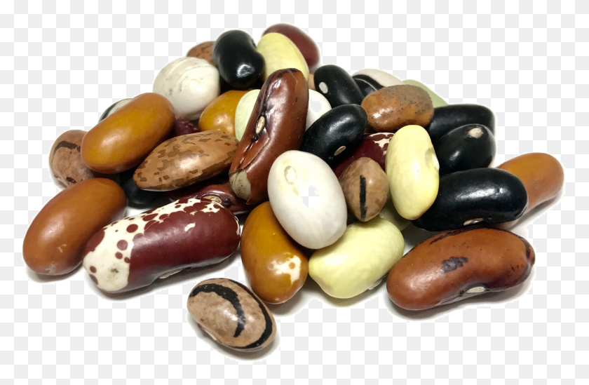 2529x1587 Shady Side Farm Kidney Beans HD PNG Download