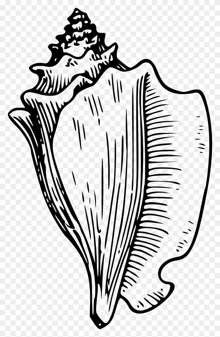 1530x2400 Shakespeare Clipart Conch Shell Clipart, Gray, World Of Warcraft HD PNG Download