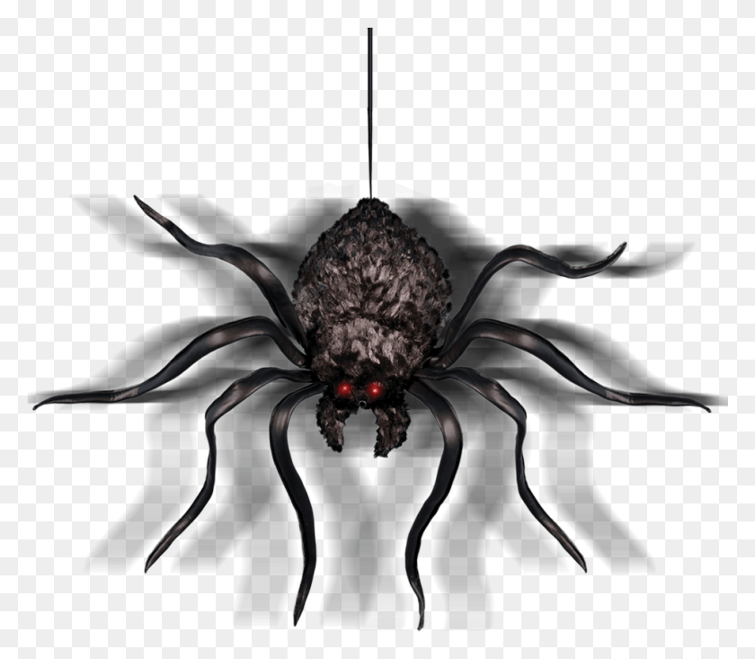 965x833 Shaking Spider Insect, Animal, Invertebrate, Arachnid HD PNG Download