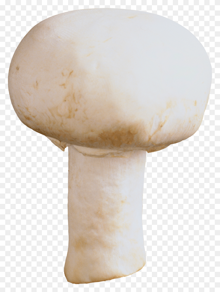 2655x3599 Shampinon HD PNG Download
