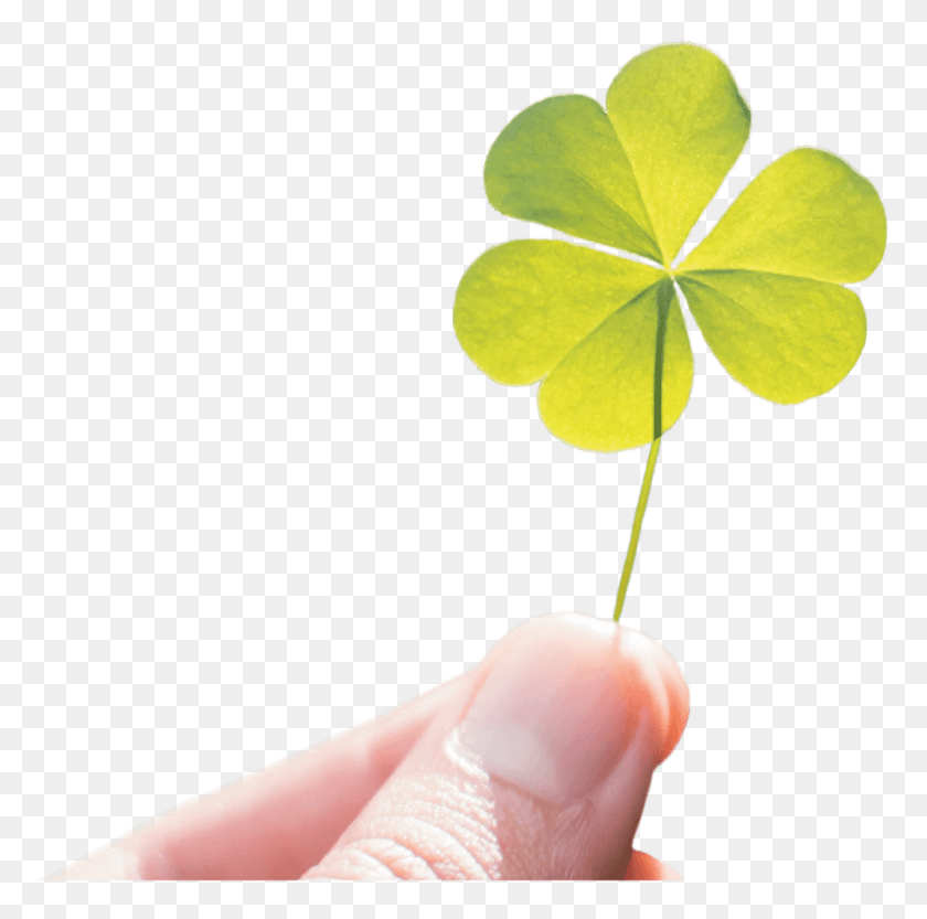 1001x993 Shamrock Shamrock, Leaf, Plant, Person HD PNG Download