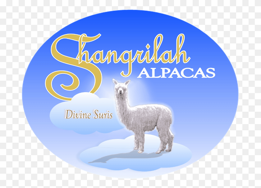 699x546 Shangrilah Alpacas Logo Llama, Mamífero, Animal, Alpaca Hd Png