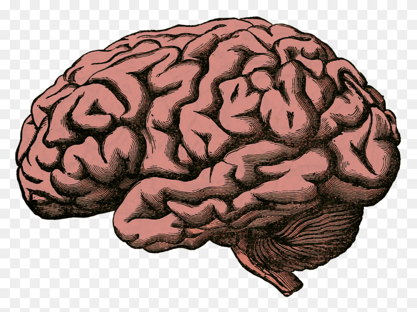 935x681 Share This Brain Drawing, Pillow, Cushion, Rock HD PNG Download
